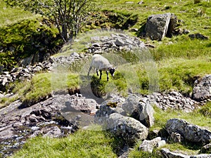 Lone sheep crossing small rocky beck