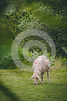 Lone sheep eating grass.