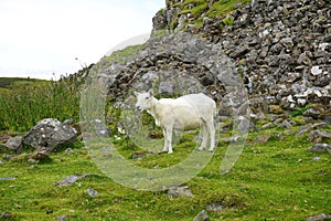 A lone sheep grazes on a rocky mountainside in rural Scotland