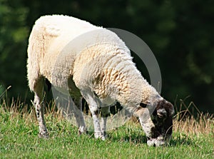 Lone sheep grazing