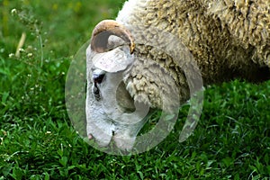 A lone sheep grazing on a beautiful meadow