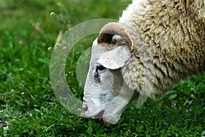 A lone sheep grazing on a beautiful meadow
