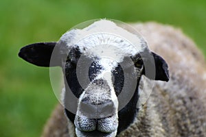 A lone sheep grazing on a beautiful meadow