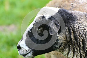 A lone sheep grazing on a beautiful meadow