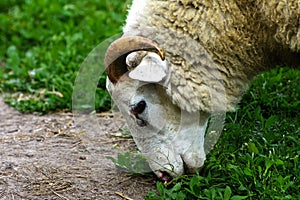 A lone sheep grazing on a beautiful meadow