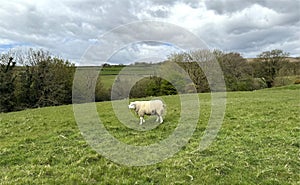 Lone sheep, grazing on a sloping pasture near, Mill Lane, Bradley, UK photo