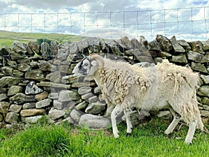 A lone sheep, high on the hills near, Skipton, Yorkshire, UK