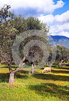 Lone sheep in olive tree field