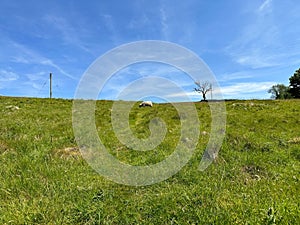 Lone sheep, in a sloping pasture in, Ingleton, Carnforth, UK