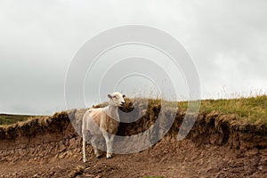 A lone sheep taking shelter in the Welsh countryside