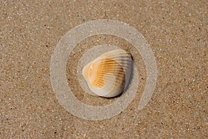 Lone Shell