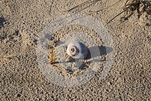 A lone shell washed ashore