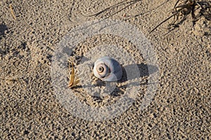 A lone shell washed ashore photo