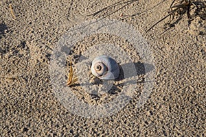 A lone shell washed ashore photo