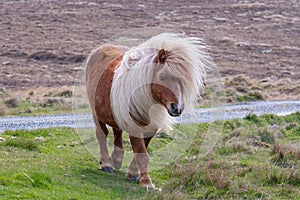 A lone Shetland Pony walking on grass near a singletrack road on