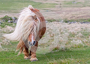 A lone Shetland Pony walks down a singletrack road on a Scottish moor