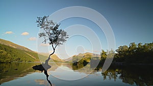 Lone silhouette tree stands proud on small island surrounded by calm lake water landscape and scene