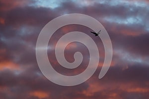 Lone Silhouetted Goose Flying in the Beautiful Sunset Sky