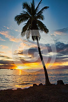 Lone silhouetted palm trre at sunset on maui. photo