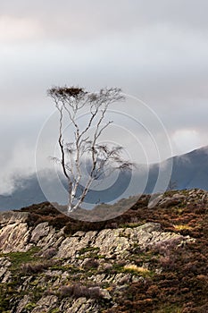 Lone silver birch tree on Holme Fell, a fell in the English Lake District in Cumbria England - located close to Coniston Water photo