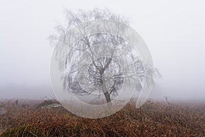 Lone Silver Birch on a wet and foggy winter morning