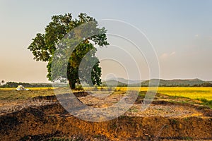 Lone/Single isolated tree countryside Landscape, Landscape depicting loneliness and strength character,