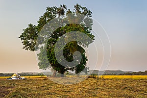 Lone/Single isolated tree countryside Landscape, Landscape depicting loneliness and strength character, Agricultural landscape