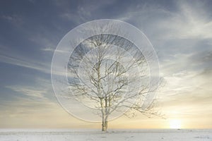 Lone single one tree in white winter fog scene for peace tranquility and mindfulness and low sun light with blue sky at sunset