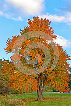 lone, single orange color sugar maple tree with three tree trunks in Fall