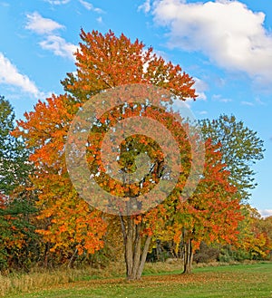 lone, single orange color sugar maple tree with three tree trunks in Fall