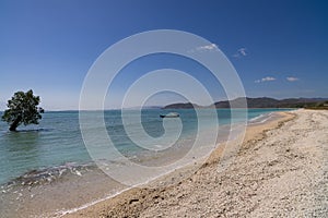 Lone single tree and and a boat in the ocean at long beautiful Jelenga beach surfing destination in Sumbawa