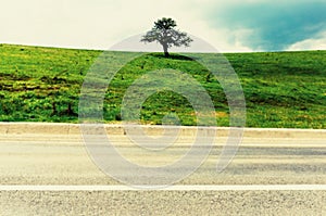 Lone or Single Tree in Green Countryside