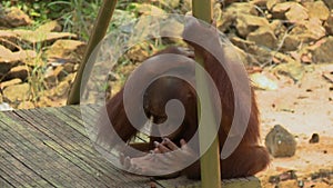 Lone Sitting Orang-utan, Orang Utan Island, Malaysia