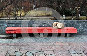 A lone sleeping dog on the street