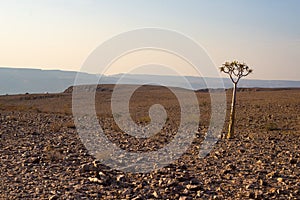 Lone small Baobab at Fish River Canyon, travel destination in Namibia, Africa.