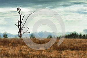 Lone snag in grasslands under cloudy skies