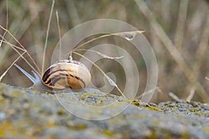 A lone snail crosses the bare rock wall in the garden.