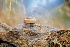 A lone snail crosses the bare rock wall in the garden.