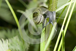 Lone snail on a plant stalk