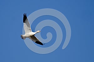 Lone Snow Goose Flying in a Blue Sky