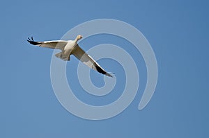 Lone Snow Goose Flying in a Blue Sky