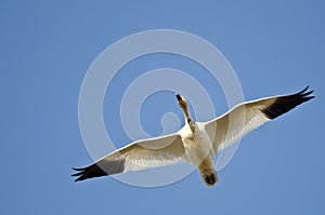 Lone Snow Goose Flying in a Blue Sky