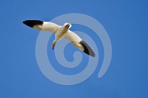 Lone Snow Goose Flying in a Blue Sky