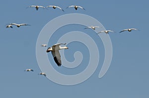 Lone Snow Goose Flying in a Blue Sky