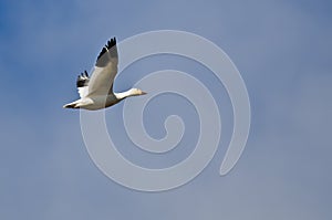 Lone Snow Goose Flying in a Blue Sky