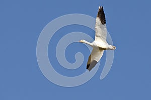 Lone Snow Goose Flying in a Blue Sky