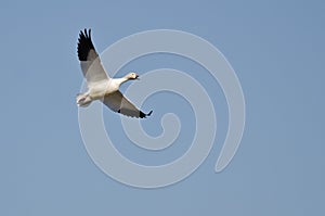 Lone Snow Goose Flying in a Blue Sky