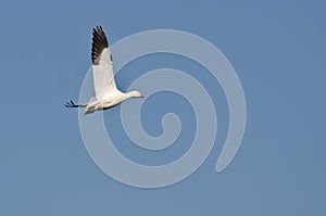 Lone Snow Goose Flying in a Blue Sky