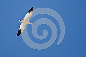 Lone Snow Goose Flying in a Blue Sky