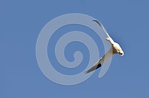 Lone Snow Goose Flying in a Blue Sky